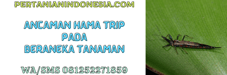 ancaman,hama,trip,tanaman,pertanian indonesia